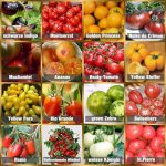 Beste zaden Tomatenzaadset 16 x 10 zaden tomatenmix 100% natuurlijke zaden handgeplukt uit Portugal, zeldzame en oude rassen, zaden met hoge kiemkracht, tomatenzaden voor tuin, balkon, terras, kas